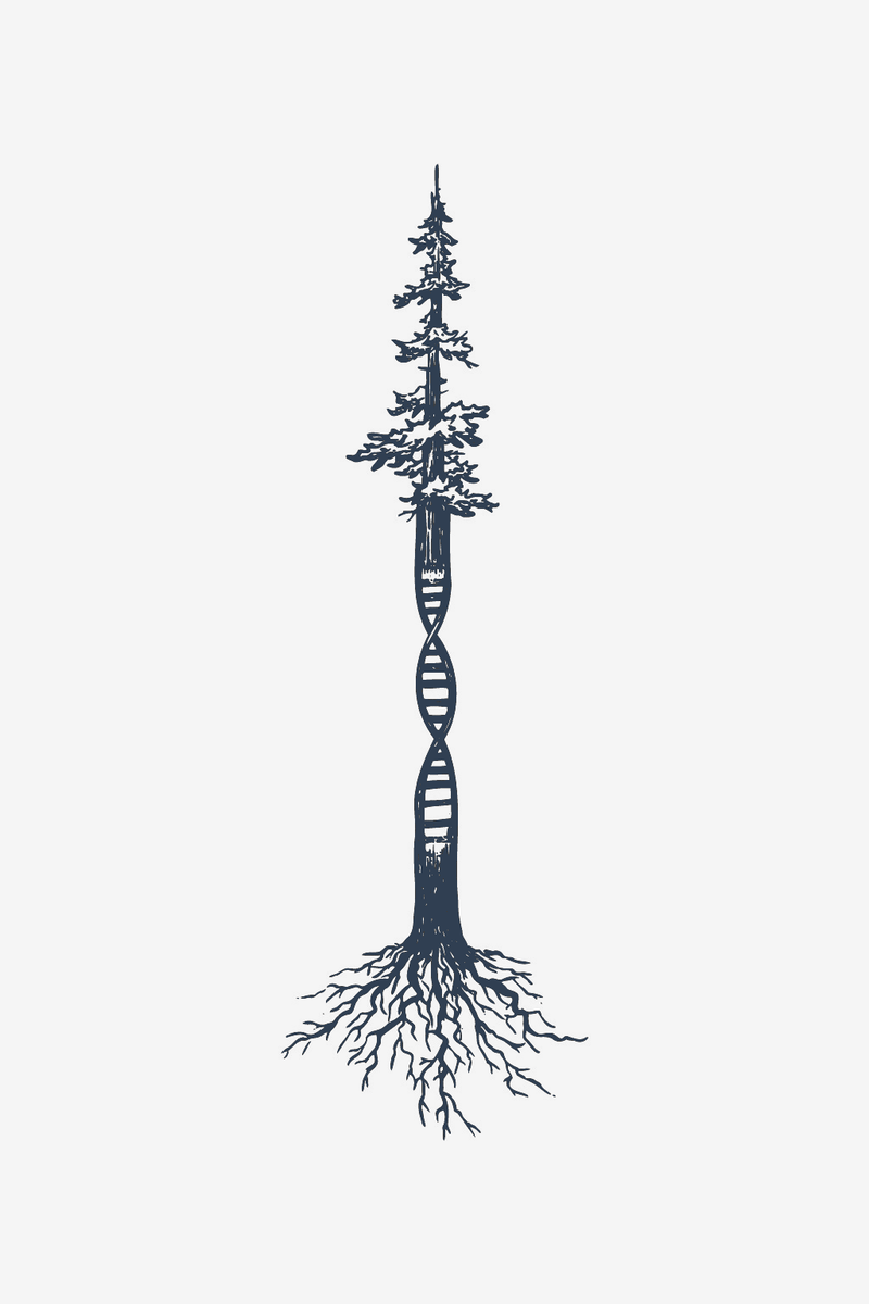 Evoluutio